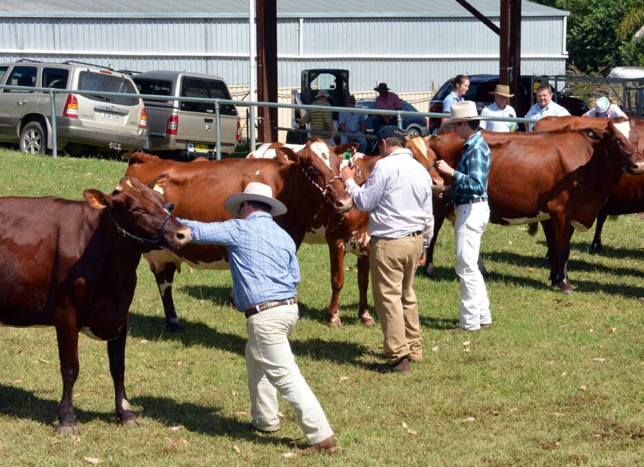 Cattle judged during last year's Wauchope show. This year 80 entrants are expected, with the same number of dairy exhibitors coming from Gloucester to Macksville.