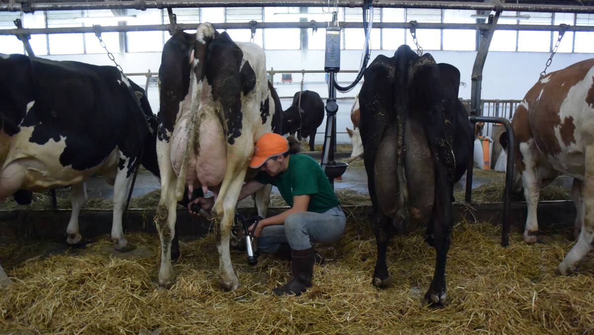 Valentina Biasin attaches milking cups to a Friesan cow, one of 20 in lactation in her family's mixed herd on six hectares at Nervesa Della Battaglia on the alluvial soils of the Piave River near Treviso. The black Jersey cross cow next to her produces up to 44l/day.