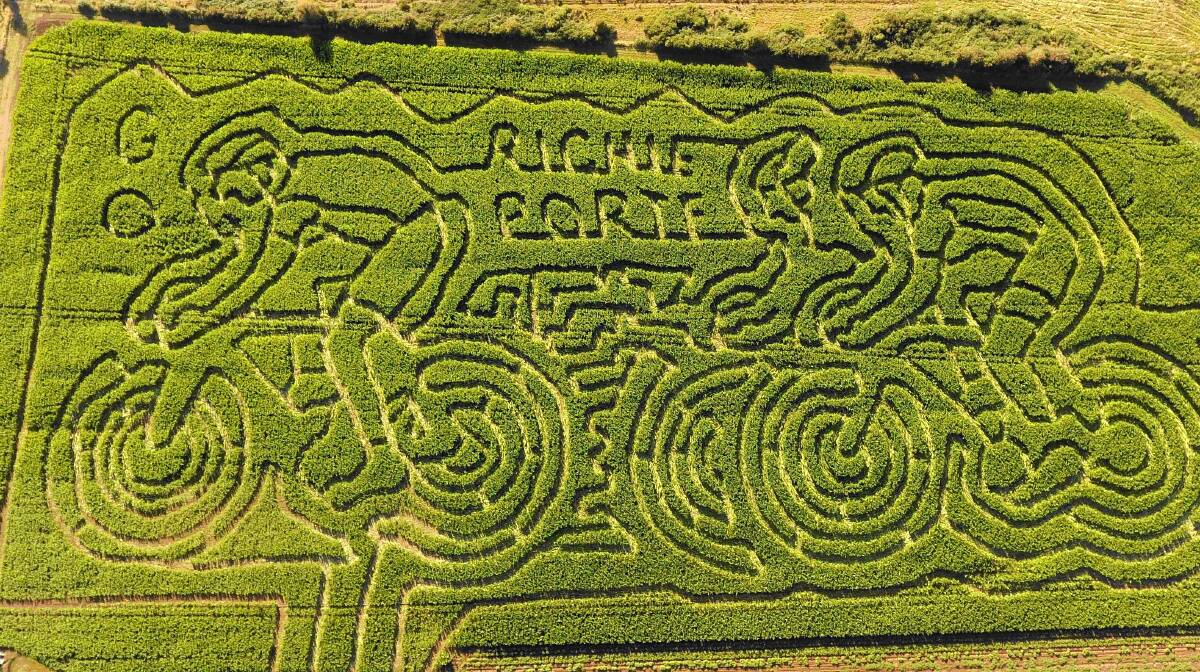 Amazingly intricate pathways chopped out of a paddock of silage corn render themselves into an image of a Tasmanian cycling legend, at this farm near Launceston.
