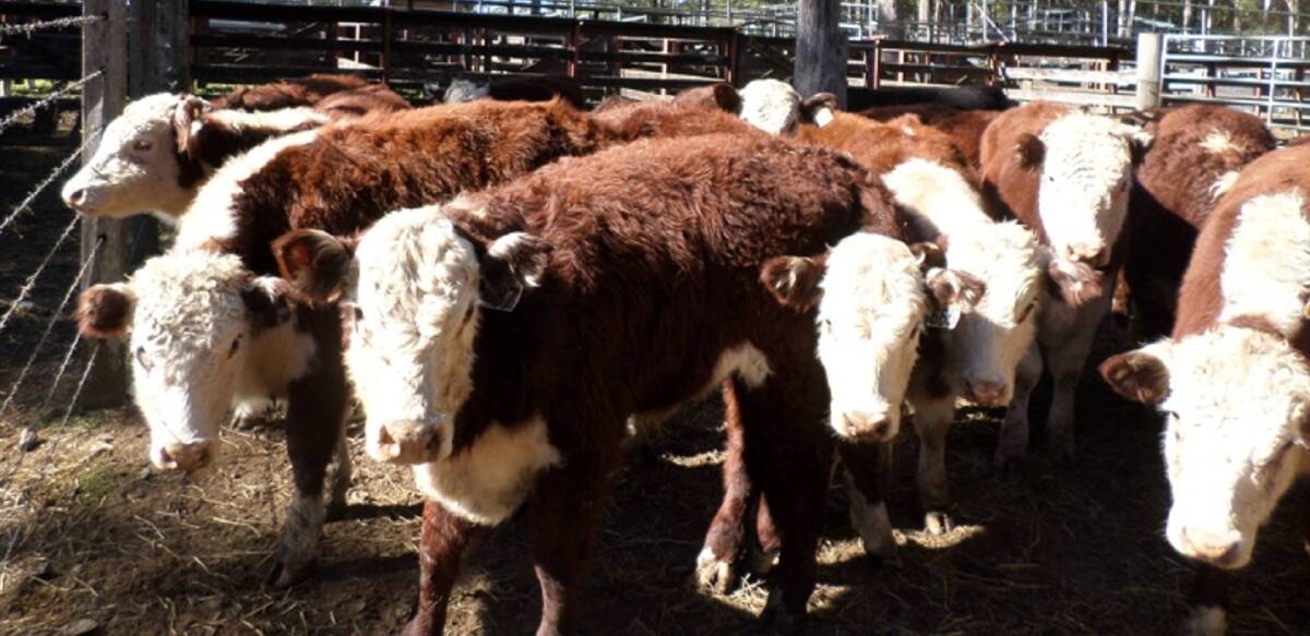 These 260kg Hereford steers from John Gardner, Comboyne, made $950 at the Wauchope weaner sale on Saturday where lightweights were in favour among restockers. For instance, a 160kg Angus/Brangus sold for $845.