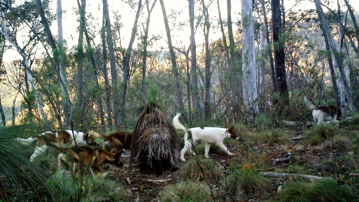 Wild dog control will become more refined, with a focus on education and landholder participation under the state's latest management plan.