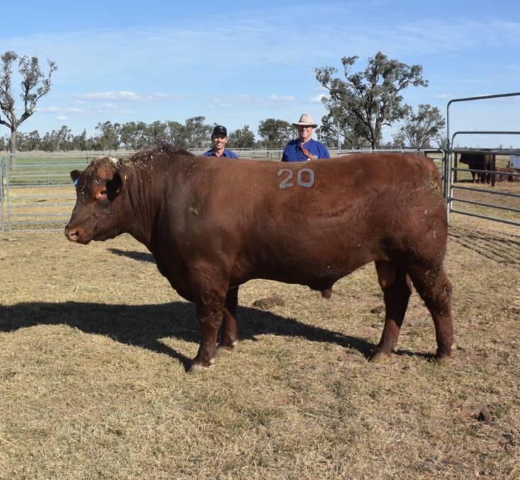One of two top priced $14,000 bulls sold at Friday's Weebollabolla sale, the homozygous Weebollabolla Pitman P75 sold to CC Francis and Sons at Forbes, with livestock manager Andrew Lawrence and stud principal Sandy Munro.