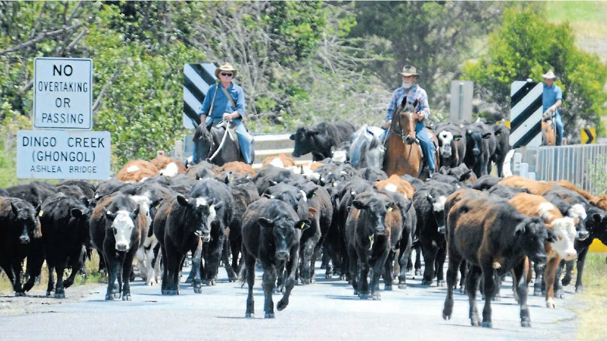 Manning Valley drovers move Cooplacurripa cattle towards Wingham ahead of a previous November campdraft. A new management direction at the station has other plans for cattle that would usually be used for the annual campdraft.
