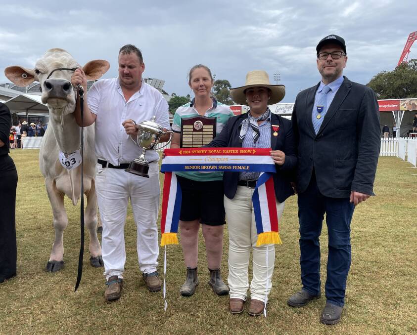 Senior champion Brown swiss female at Sydney Royal Dairy Cattle Show Tandara Vivid Lunda 260, exhibited by Tandara, Dingee, Vic, with Ben Govett and Emily Brown with steward Patten Ford and judge Dr Angelo Pozzatti.

