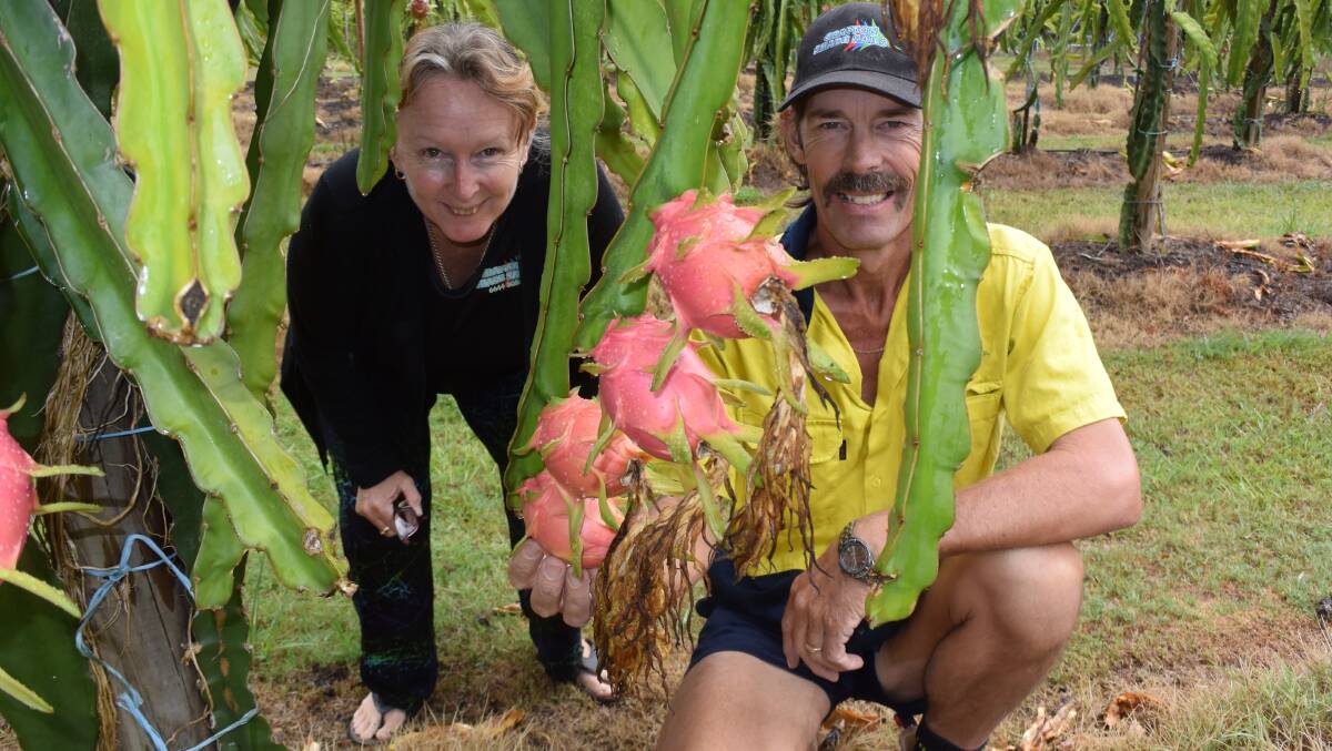 Kevin and Trish Bishop, Glenugie via Grafton, in an orchard of young dragonfruit.