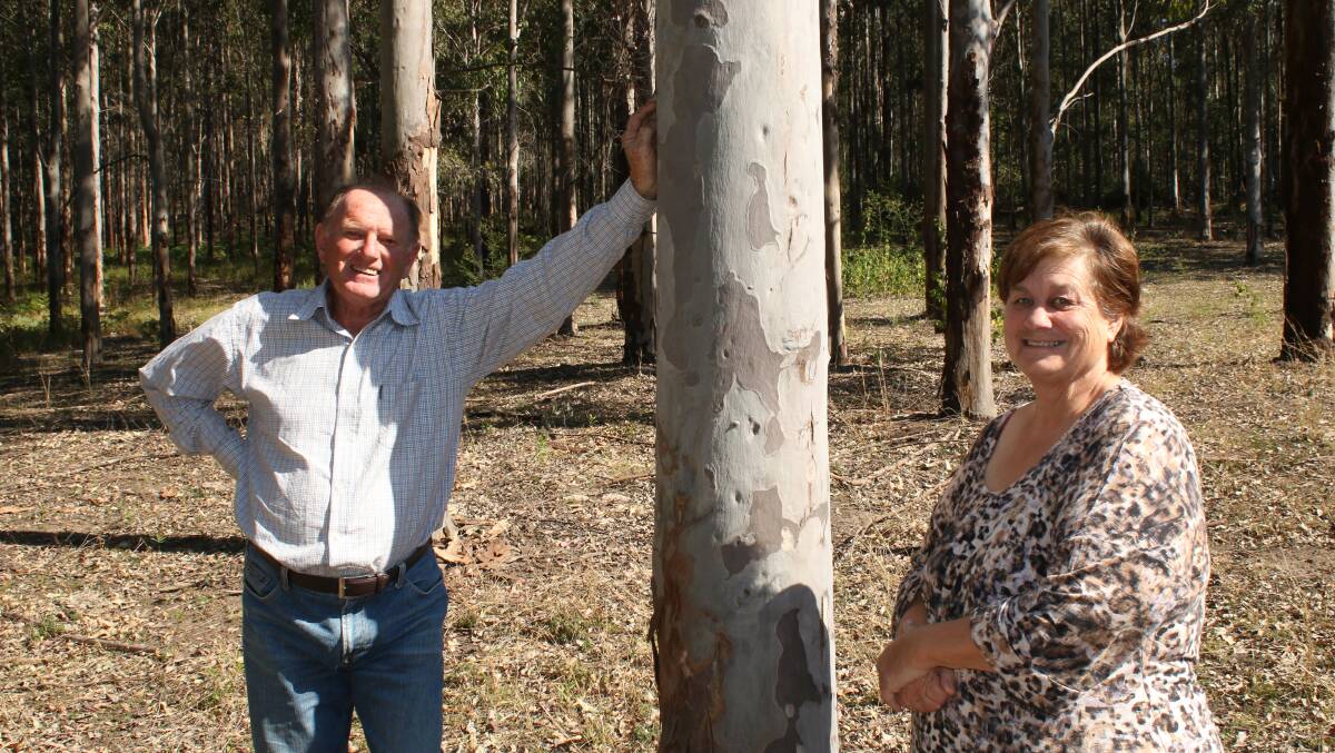 Earl and Marilyn Grundy, Capeen on the Upper Clarence, have endured failed forestry initiatives that currently sees them on a limited income while they await timber harvesting. Would they ever contemplate planting trees as a commercial crop again? No way.