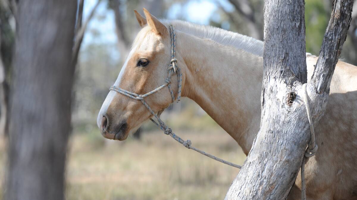 Horse vets are renewing calls to vaccinate for Hendra after an unusual presentation of the disease near Casino.