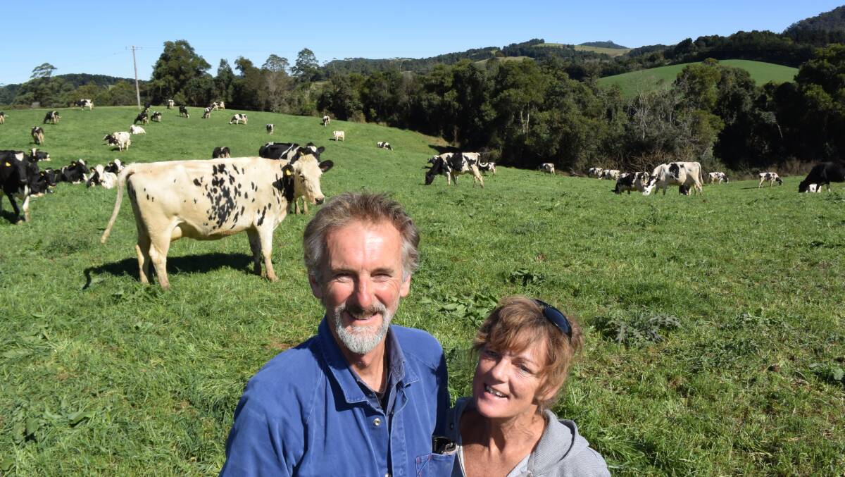 Phillip and Debbie Borham, Comboyne, with some of their Holstein/Friesian milking cows.