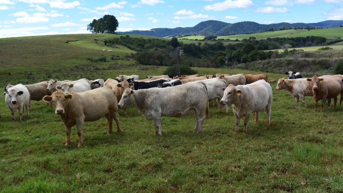 Speckle/ Charolais deliver positive end results at Dorrigo where weaned calves are grown out on oats and rye before entering the Beaumont's feedlot on farm-grown corn. 