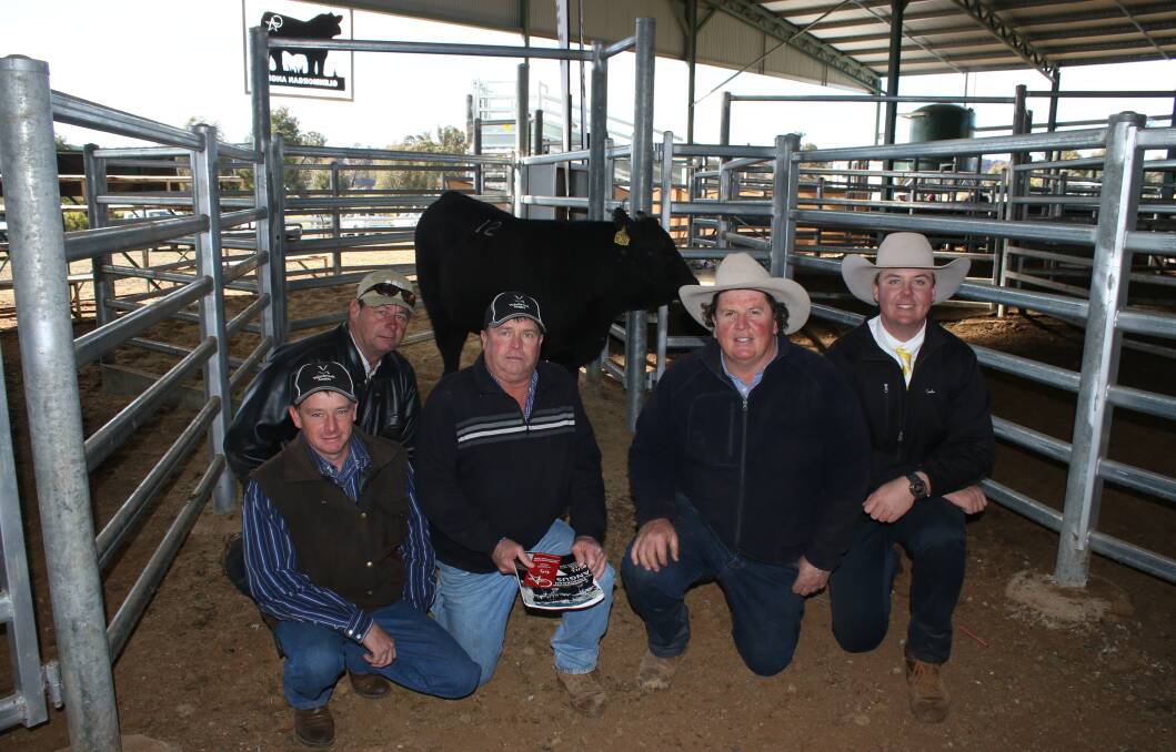 Ashley and Brett Haager with Dougie Mack from Valor Brook Angus, Bell Qld, with Nicholas Morgan, Glenmorgan Angus, and Ray White auctioneer Blake O'Reilly, Guyra, in front of Glenmorgan Klooney which sold to a top of $15,000 on Thursday.