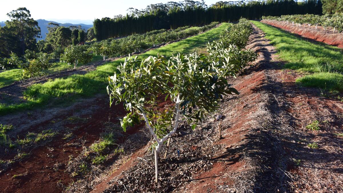 The promise of steady sales in avocados is creating a 'green' rush on the Comboyne Plateau.