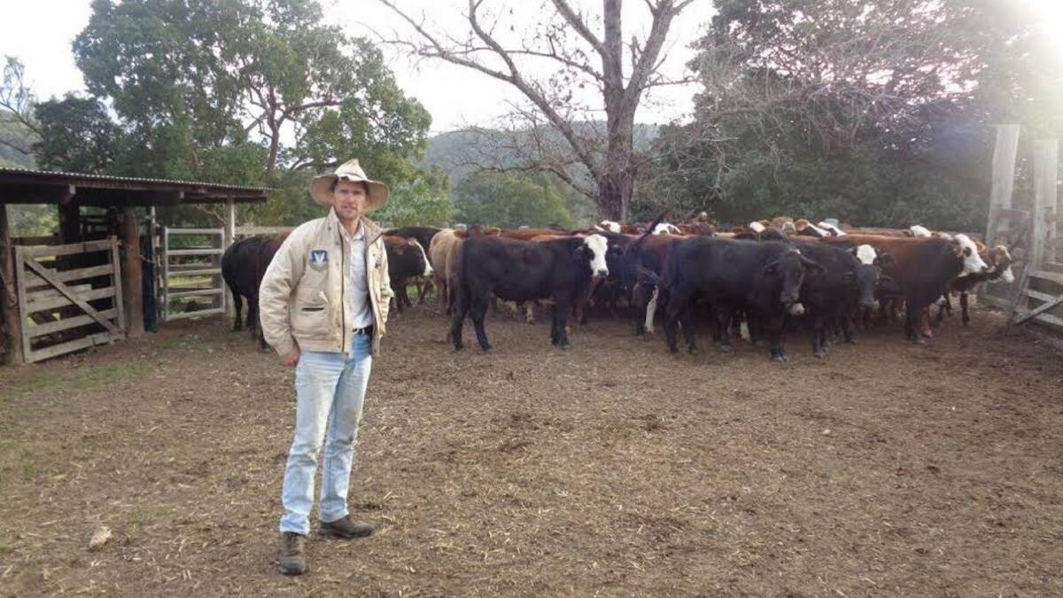 Robert Page, Heifer Station on the Upper Clarence, with first cross Brahman/ Hereford steers ready for sale to the feeder market. First cross progeny are suited to a variety of markets and have a vigour suited to challenging country.