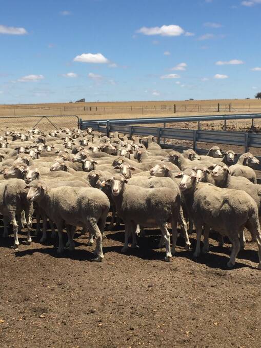 Merino ewes over five years old suitable for Moojepin's dry aged mutton product. Getting Australians to embrace the meat is another issue but if they do, it will re-invigorate the nation's Merino flock.