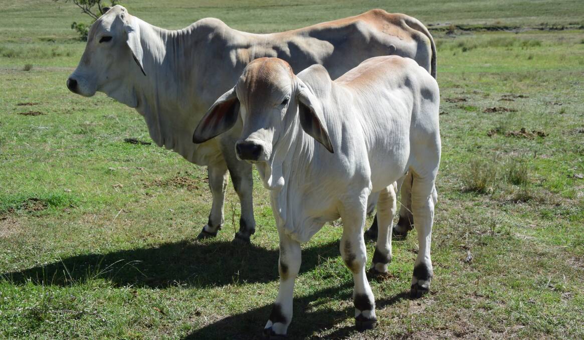 The PLAG1 gene, which is responsible for up to 8% of the variation seen for early puberty, is a complex Taurian gene that shows up in the Brahman breed –  a fact clearly confirmed in the short read study.