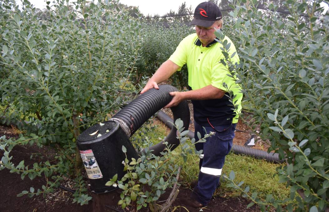 Peter Sinclair demonstrates his blower machine during a field day at Upper Corindi via Coffs Harbour last week. Compost applied to blueberry plants helps in the battle against phytophthora, and insect disease, while improving yield.