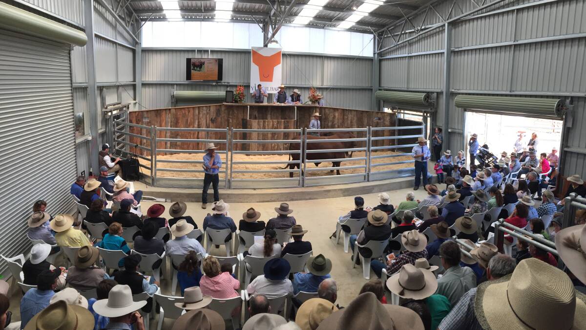 Innes Fahey brings the hammer down on lot 6, Yulgilbar Las Vegas for $30,000 sold to Riverina Santas, Kyogle. This was the first production sale in the new selling facility at Yulgilbar Station's Broadwater division.