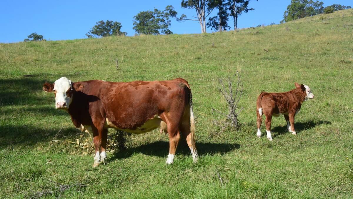 Calves prove themselves on pasture with no supplements. At the Casino weaner sales in March, Mr Jorgensen sold calves to an average 330kg, straight off mum with no grain.
