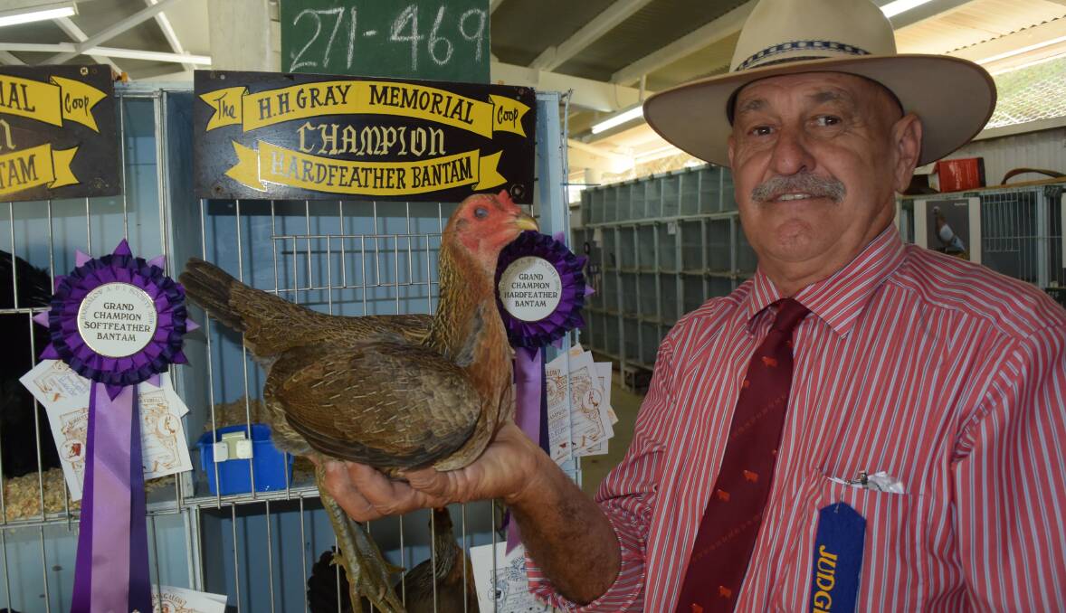 Veteran livestock judge Grame Hopf, Murwillumbah, with his champion hardfeather bantam at the recent Bangalow show. Correct structural proportion applies to all creatures and forms the basis for his show asessments.