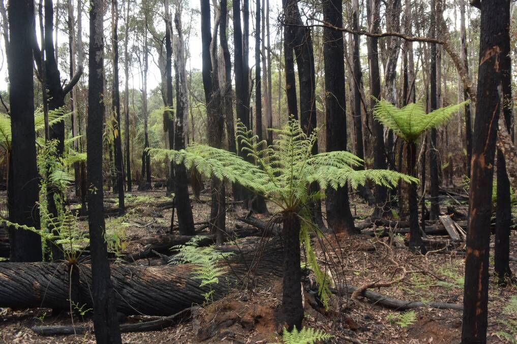 Wet forests can swallow fire and keep a mega blaze at bay but they must be protected from frequent burning if they are to be maintained, advocates fire scientist Dr Philip Zylstra.