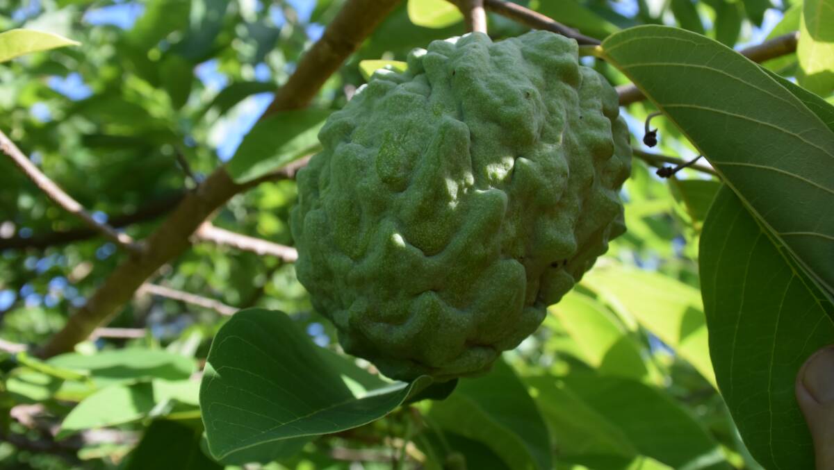 There is no sooty mould on the Graham's new custard apples thanks to biological control.