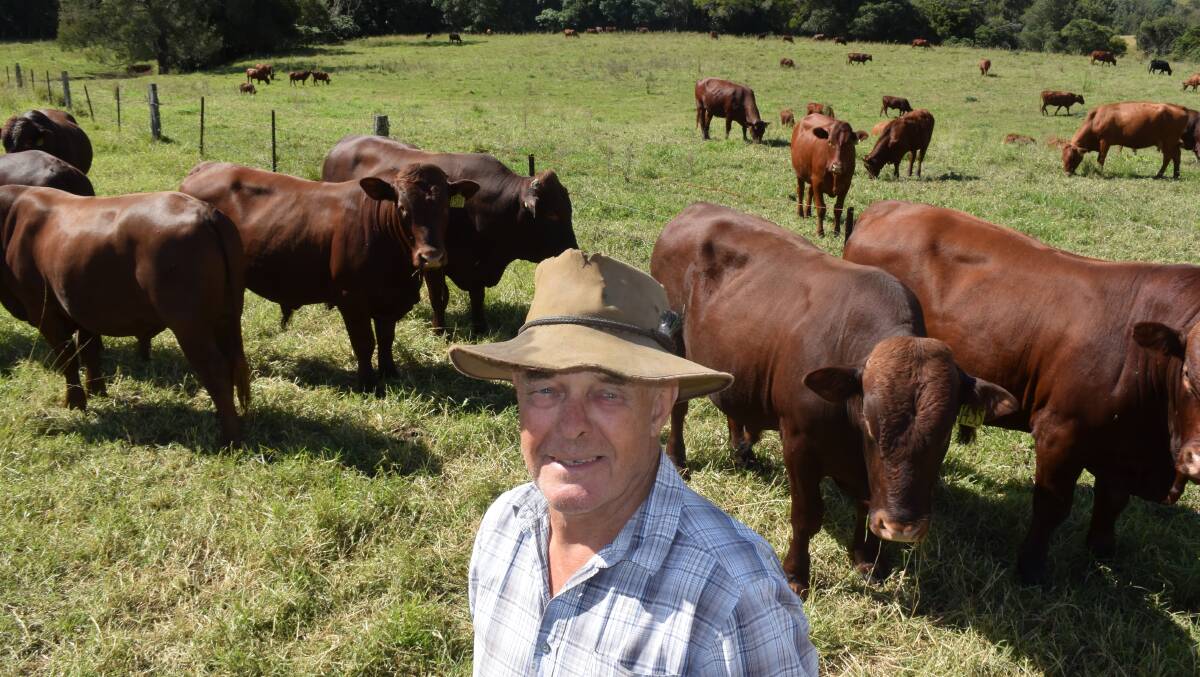 Bonsmara breeder Ken Morgan, Yarras, with his herd of females and young bulls.
