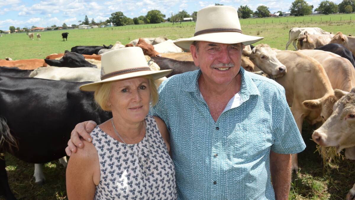 Desley Spencer and Lance Timms with Brahman cross breeders at Ulmarra on the Lower Clarence. Their F1 vigour provides resilience against disease in times of seasonal stress while yard weaning leads to easy-to-manage breeders.