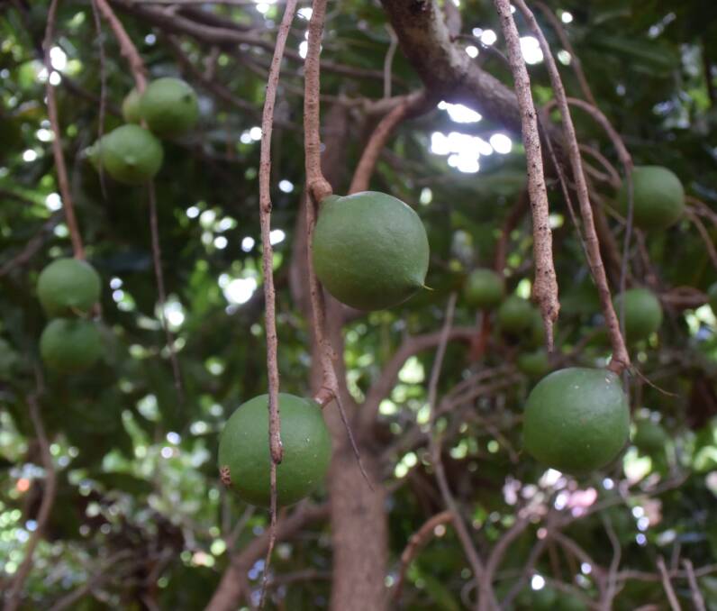 In the Richmond Valley, new macadamia varieties ‘G’ and ‘R’ offer the most potential with higher kernel canopy efficiency and kernel recovery. Nuts in the this tree, an 'R' type, hang under typically dense canopy.