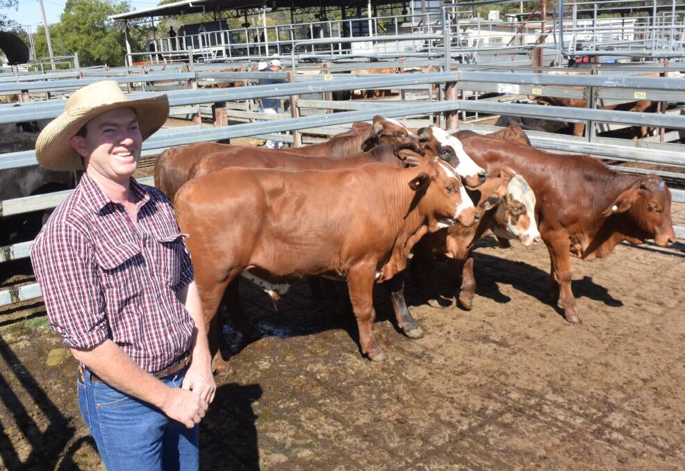 Hereford breeder Greg Tyler, Tyringham, with milk-tooth Brahman/Hereford, 373kg, steers that made 406c/kg or $1518 going to West Talgai feedlot, Allora, Qld.