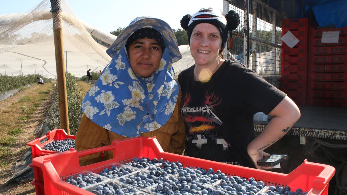 Parminder Kaur, India, and Michelle Steer, England, are part of a huge army of pickers harvesting blueberries on the North Coast. The flexible backpacker work force is integral to most horticultural enterprises in Australia.