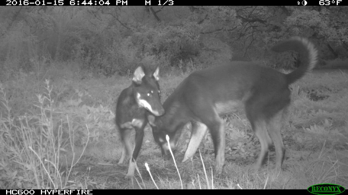 Wild dogs on the North Coast are well adapted to survival in landscapes shared with humans, travelling through corridors that include orchards and abandoned railway corridors.
