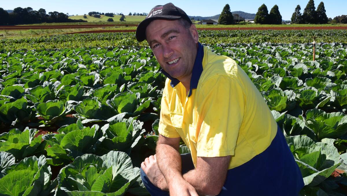 Stephen Guest amongst his cabbages at Plateau Farms, North Dorrigo. Tests show no decline in structure on these friable red ferrosol soils despite 60 years of cultivation all thanks to sensible rotation and green manure.