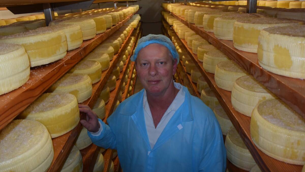 John Shrubb, pasturiser at Real Dairy's Wauchope cheese factory inspects rounds curing in salt.
