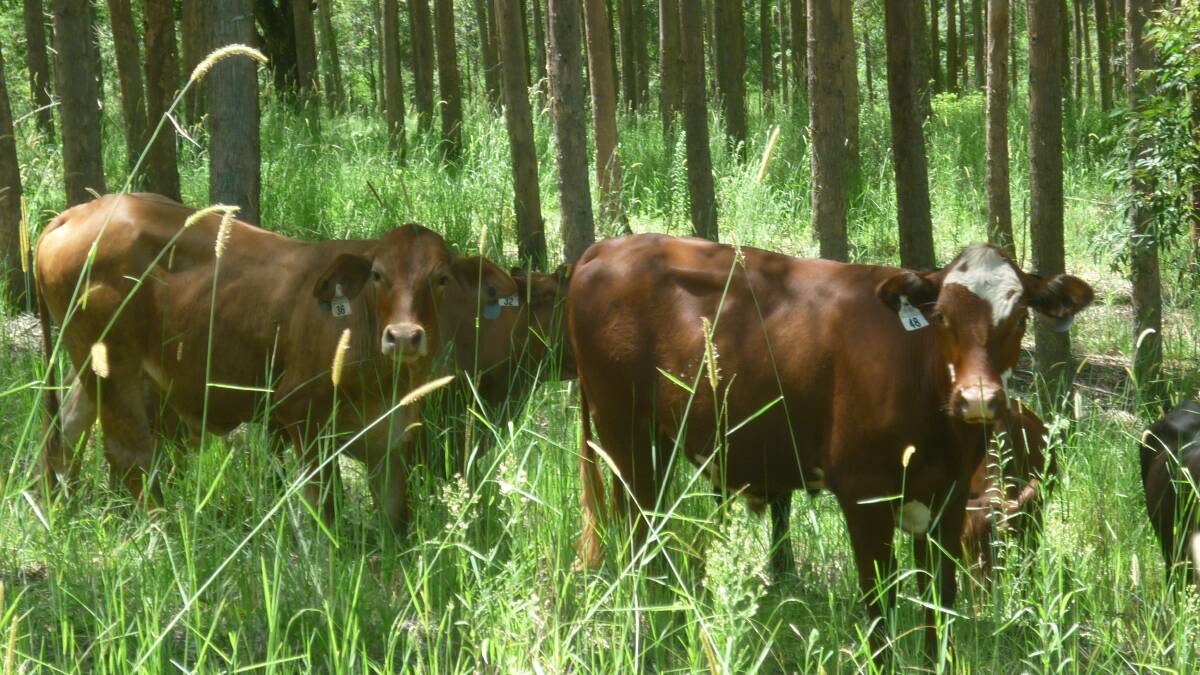 In an ideal world timber and some cattle can run together - especially in a good season like the one seen here.