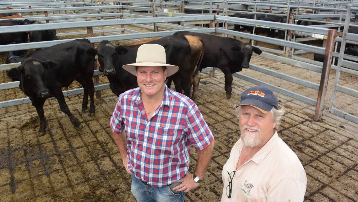 Derek Morgan, Nymboida, sold milk tooth Brahman cross steers, 378kg for 286c/kg to bring $1083. He is pictured with Alan Bennett, Woolgoolga