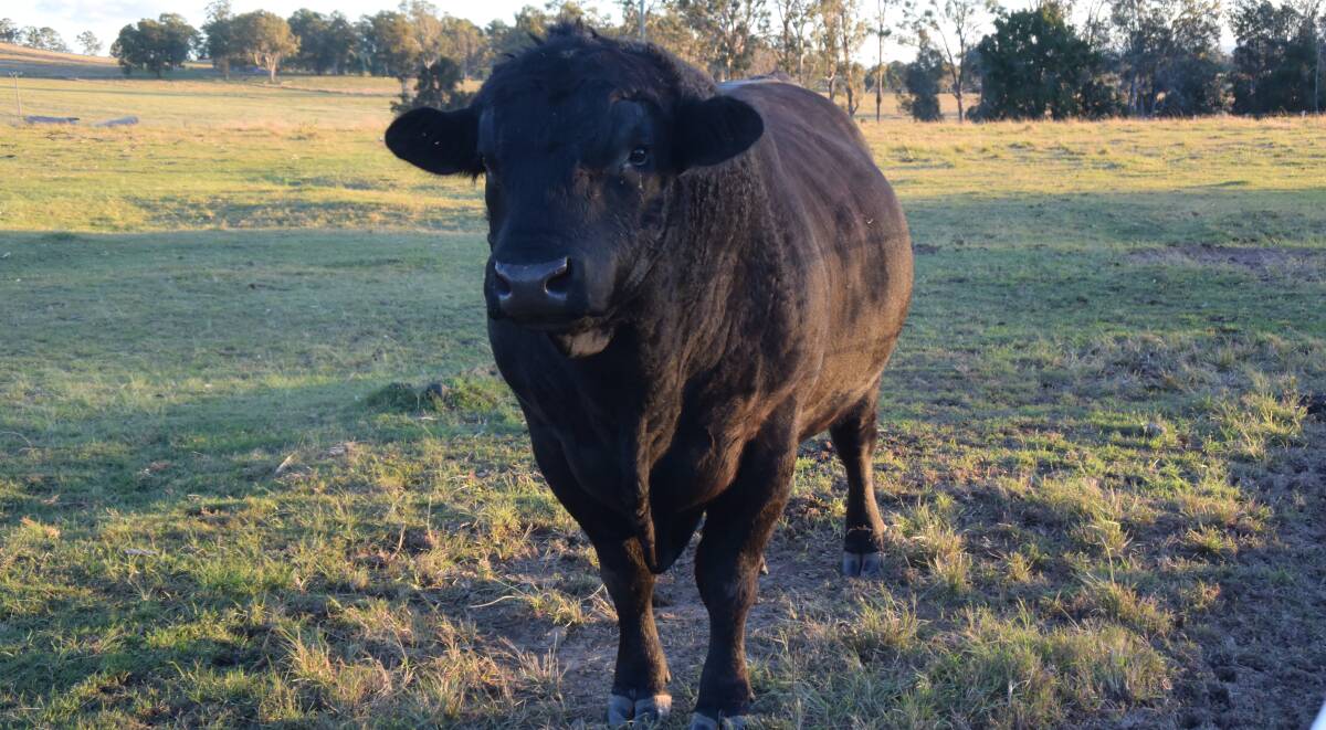 Yorklea Angus breeder John Pierce is pleased with the structure of his Lyle family bull, 