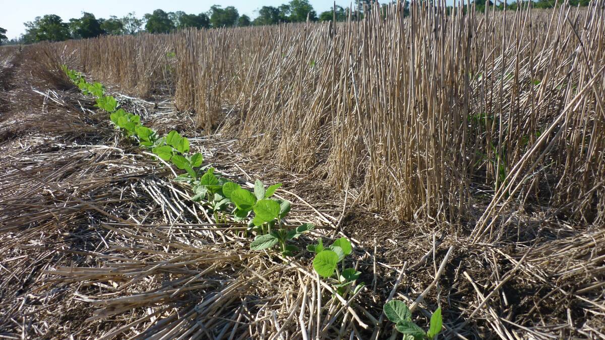 This no till crop of soybeans on the Richmond River proved successful but an earlier crop of planted into mulched straw foundered as it became nitrogen deficient.