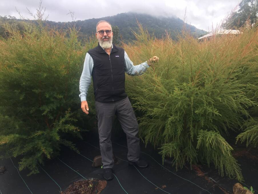 Gather By's executive chair Matthew Blomfield head high in a red soil Manuka plantation in the upper Tweed catchment. Gather By calls these specialised plantations their ‘medicinal honey forest’.