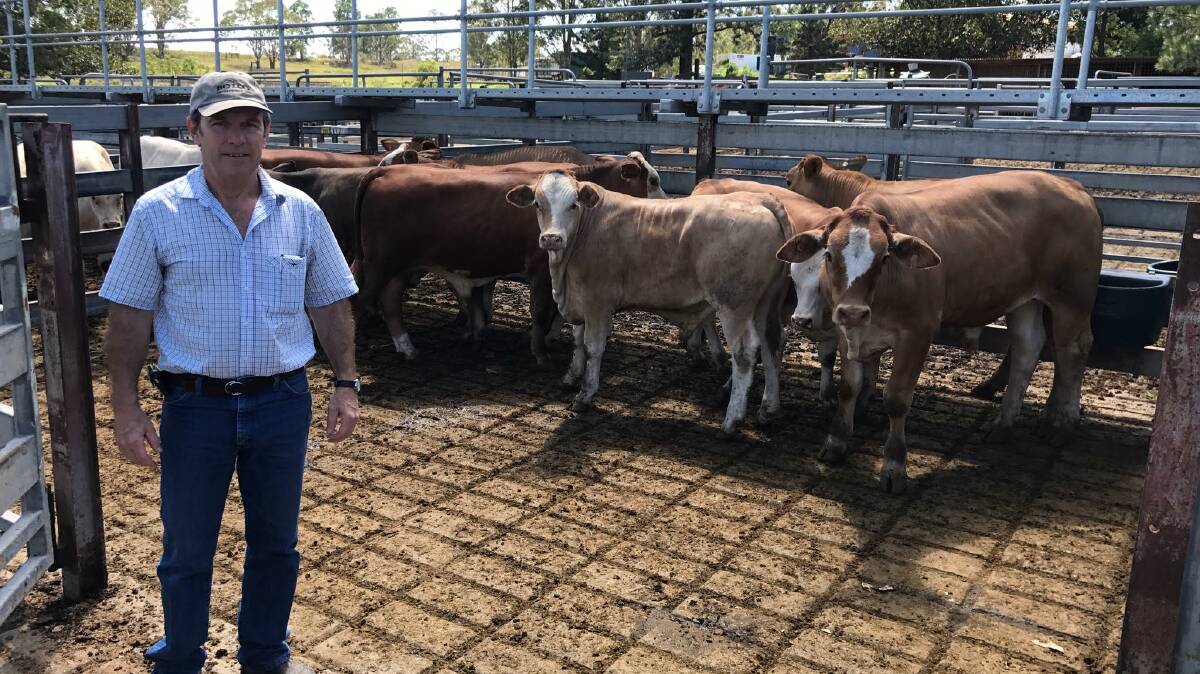 John Sullivan, Gordonbrook Station via Copmanhurst on the Clarence with weaner steers, 300kg, out of F1 cows to a Simmental bull which made 370c/kg at Grafton on Thursday.