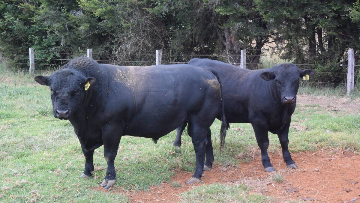 Home bred sires, young and old, at Dorrigo Mountain where Angus is the foundation of a purely grass-fed product. "I breed my own to get better," he says.