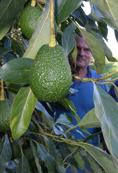 Earnt Tiedeman amongst Hass avocado trees on the Comboyne Plateau.