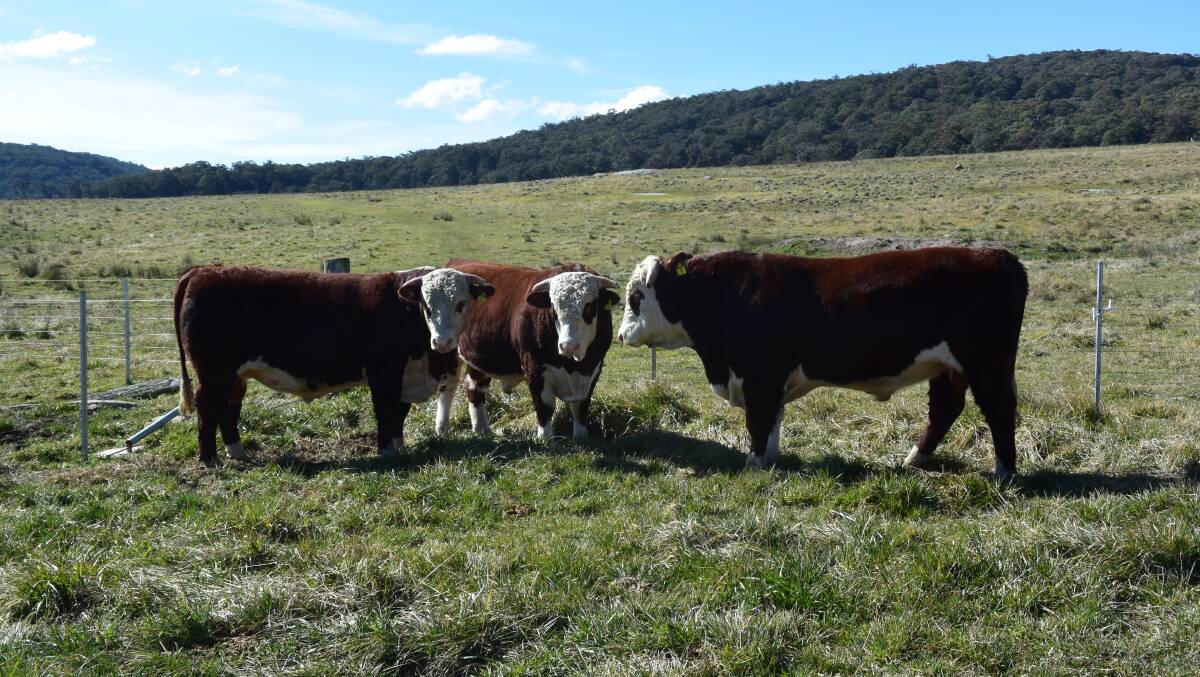 Three bulls offered by Battalion at this year's Glen Innes White Face sale.