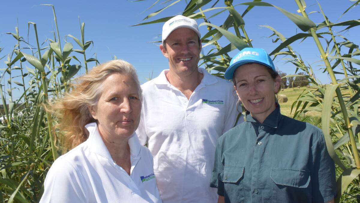 Bronwyn Barkla, Terry Moore and Alicia Hidden from Southern Cross University harvesting waste-water irrigated giant reed at the Northern Co-operative Meat Company's trial biomass plot, on land currently growing Rhodes grass.