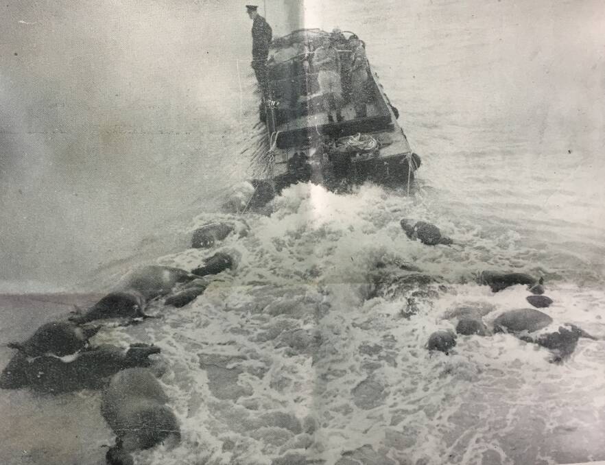 A photo reproduced in a souvenir edition of the Macleay Argus showing an Army duck towing the carcases of drowned cattle down river for a proper burial after the flood of August '49. Photo courtesy Macleay River Historical Society.