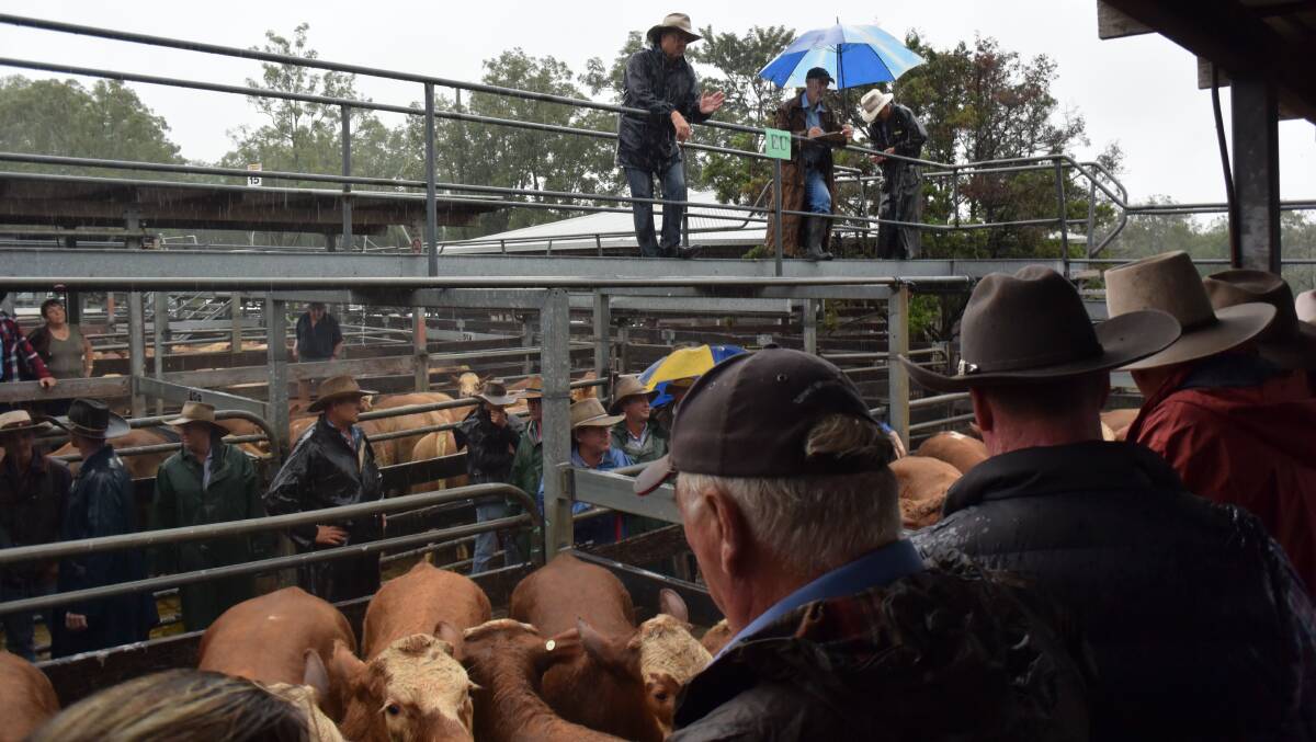 Selling in the rain: Casino saleyards on the day before Lismore and Murwillumbah went under water. The new facility will have a roof.