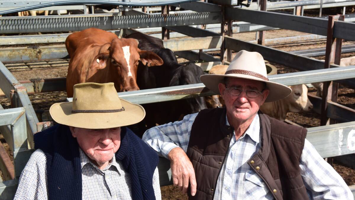 Charlie and Brian Kilmore, lower Macleay, paid $1388 for four tooth bullocks at Grafton on Thursday where prices jumped 30 to 50 cents per kilogram on the back of rain.