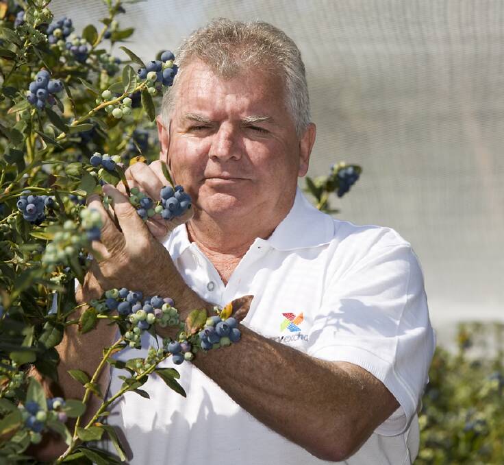 President of the International Blueberry Organisation and treasurer of the Australian Blueberry Growers Association, Peter McPherson, says the industry is just five years away from a 16,000 tonne harvest and needs access to China.