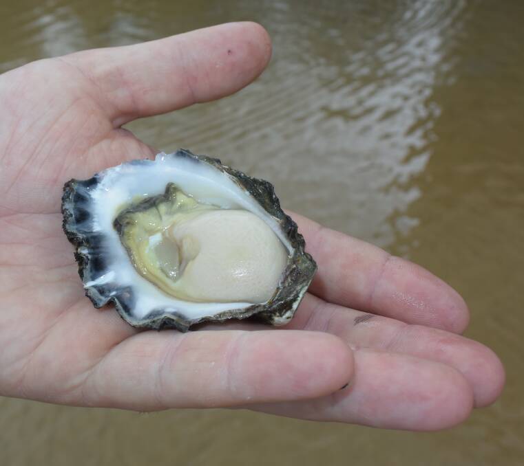 Sydney Rock Oysters survive where the Pacific Oyster cannot, but struggle with productivity and disease.