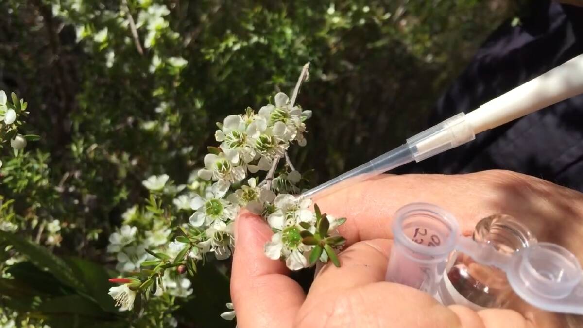 Three years of research went into locating which parent plants of the eight varieties of Leptospermum would contribute maximum potency in the honey harvested. Here nectar is tested for dihydroxyacetone content.