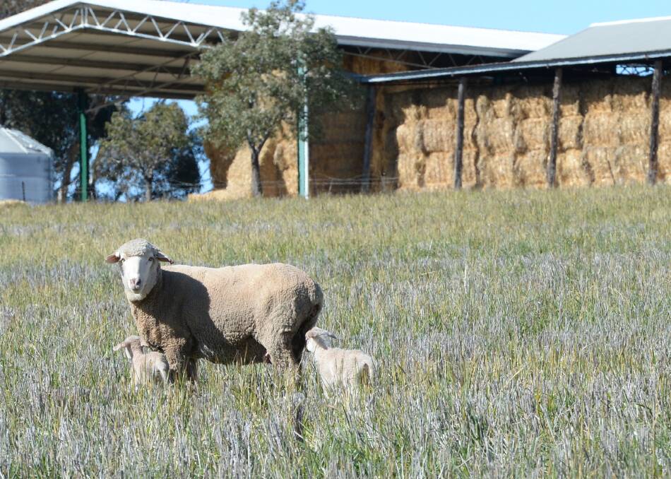Sheep graziers put on alert