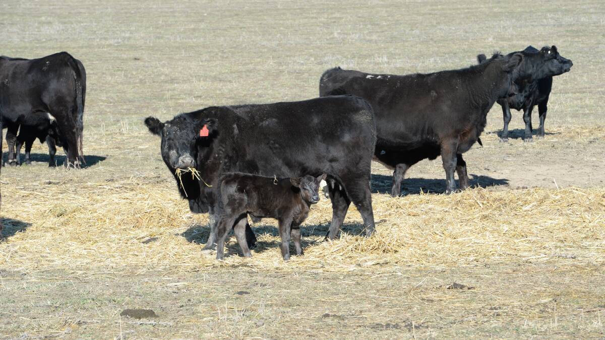 Heifer management, body condition score and mature cow weights are factors to be considered when building an efficient breeding herd or managing animals through the dry period. 